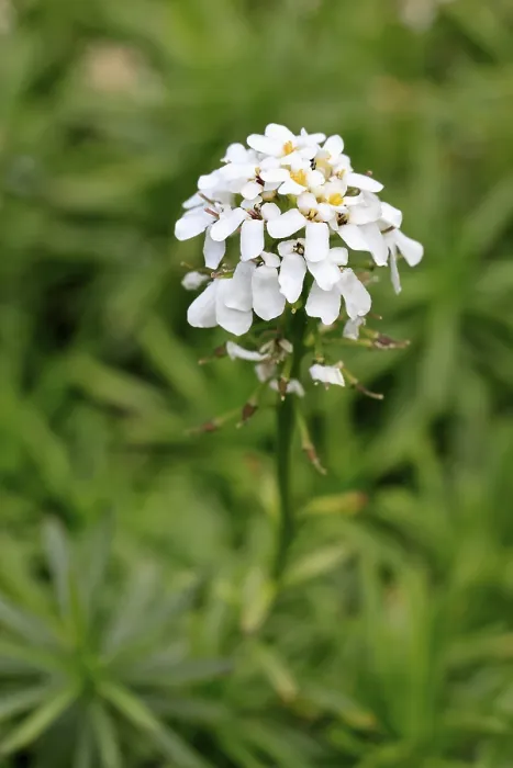 Gerahmter Druck : Ewigholz-Zaubernuss (Iberis sempervirens) Gerahmter Druck : Ewigholz-Zaubernuss (Iberis sempervirens)