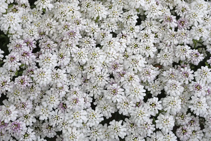Gerahmter Druck : Ewige Schneeballblume (Iberis sempervirens) Gerahmter Druck : Ewige Schneeballblume (Iberis sempervirens)