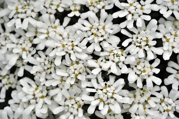 Gerahmter Druck : Ewigen Schneeball (Iberis sempervirens) Gerahmter Druck : Ewigen Schneeball (Iberis sempervirens)