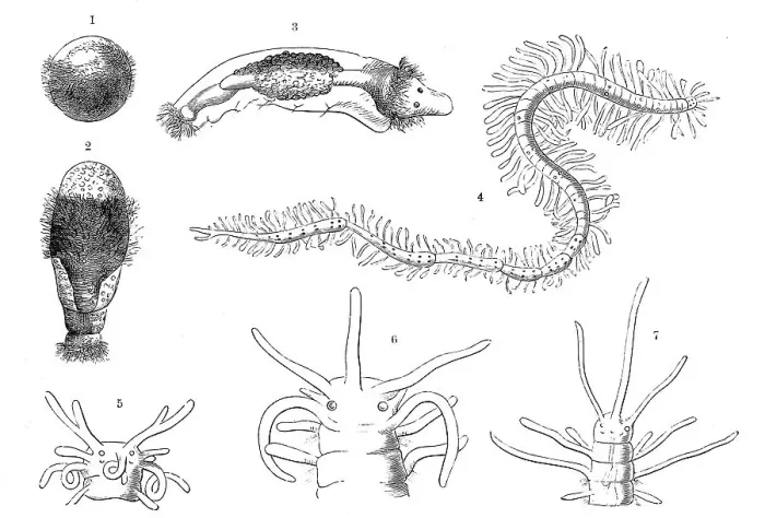 Gerahmter Druck : Entwicklung der Haarwürmer (Polychaeta) Gerahmter Druck : Entwicklung der Haarwürmer (Polychaeta)