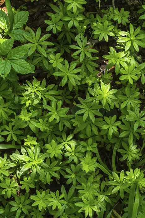Gerahmter Druck : Entdecken Sie die duftigen Texturen eines Waldbodens. Gerahmter Druck : Entdecken Sie die duftigen Texturen eines Waldbodens.