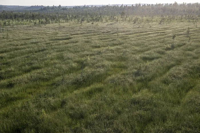 Gerahmter Druck : Weite Moorlandschaft aus einer erhöhten Position. Gerahmter Druck : Weite Moorlandschaft aus einer erhöhten Position.