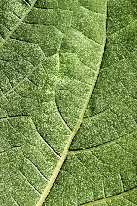 Gerahmter Druck : Extremer Makro von grünem Blatt. Gerahmter Druck : Extremer Makro von grünem Blatt.