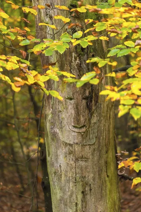 Gerahmter Druck : Gesicht in einem Baum, Liederbach, Kirchberg Gerahmter Druck : Gesicht in einem Baum, Liederbach, Kirchberg