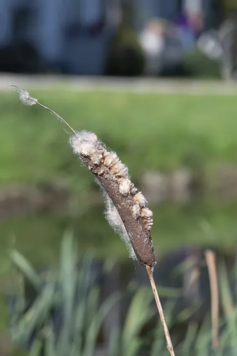 Gerahmter Druck : Verblasste Schilfranke (Typha), in einem Teich. Gerahmter Druck : Verblasste Schilfranke (Typha), in einem Teich.