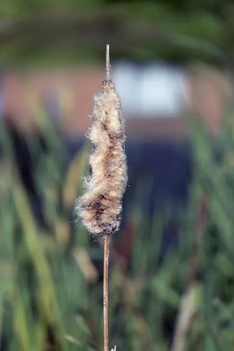 Gerahmter Druck : Verblasste Schilfrohr (Typha), in einem Teich. Gerahmter Druck : Verblasste Schilfrohr (Typha), in einem Teich.