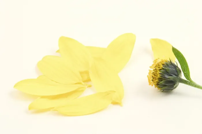 Gerahmter Druck : Verblasste Blume. Gerahmter Druck : Verblasste Blume.
