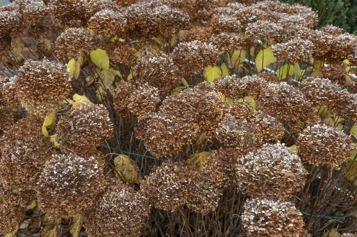 Gerahmter Druck : Verwelkte Hydrangea-Blüten (Hydrangeaceae)