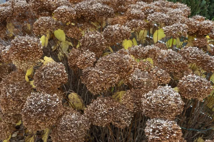 Gerahmter Druck : Verblasste Hydrangea (Hydrangea), Bayern, Deutschland. Gerahmter Druck : Verblasste Hydrangea (Hydrangea), Bayern, Deutschland.