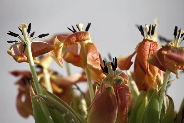 Gerahmter Druck : Verwelkte Tulpen. Gerahmter Druck : Verwelkte Tulpen.
