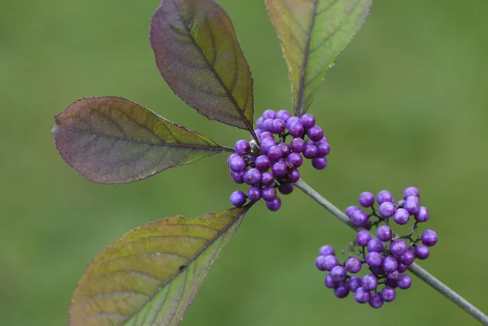 Gerahmter Druck : Fair Obst (Callicarpa bodinieri) Gerahmter Druck : Fair Obst (Callicarpa bodinieri)