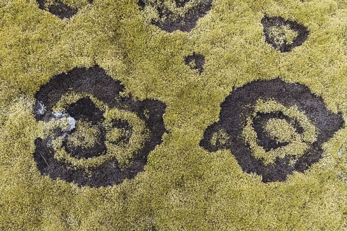 Gerahmter Druck : Fairy ring im Moos, Hellisheioi. Gerahmter Druck : Fairy ring im Moos, Hellisheioi.