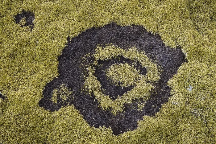 Gerahmter Druck : Fairy ring im Moos, Hellisheioi. Gerahmter Druck : Fairy ring im Moos, Hellisheioi.