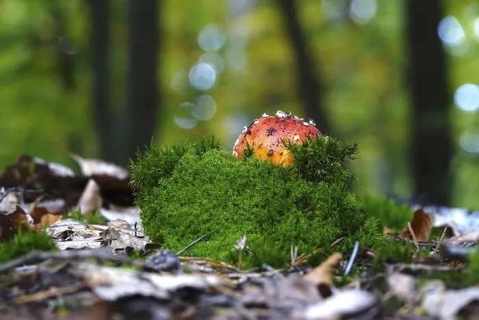 Gerahmter Druck : Märchenpilz, Herbst, Deutschland. Gerahmter Druck : Märchenpilz, Herbst, Deutschland.