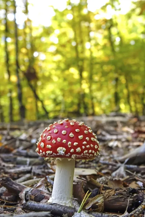 Gerahmter Druck : Märchenpilz, Herbst, Deutschland Gerahmter Druck : Märchenpilz, Herbst, Deutschland