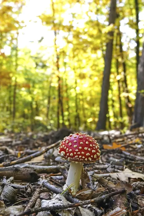 Gerahmter Druck : Märchenpilz, Herbst, Deutschland. Gerahmter Druck : Märchenpilz, Herbst, Deutschland.