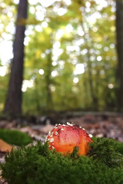 Gerahmter Druck : Märchenpilz, Herbst, Deutschland. Gerahmter Druck : Märchenpilz, Herbst, Deutschland.