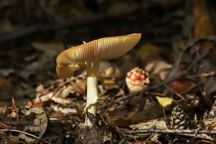 Gerahmter Druck : Märchenpilz, Herbst, Deutschland. Gerahmter Druck : Märchenpilz, Herbst, Deutschland.