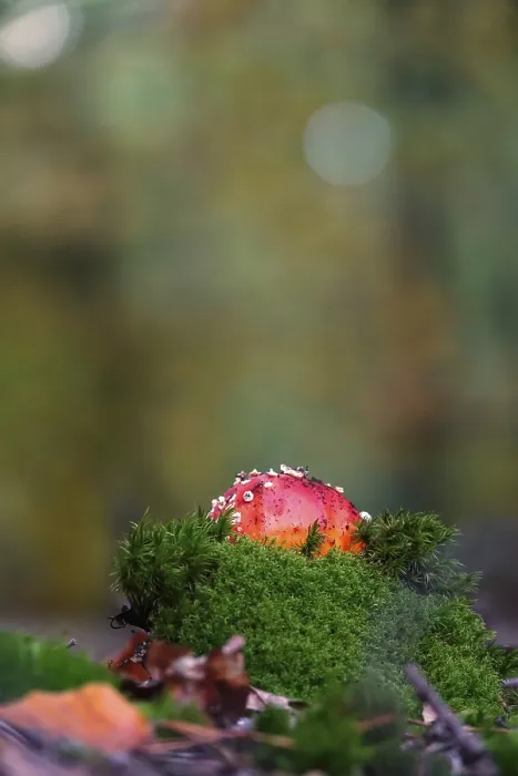 Gerahmter Druck : Märchenpilz, Herbst, Deutschland. Gerahmter Druck : Märchenpilz, Herbst, Deutschland.