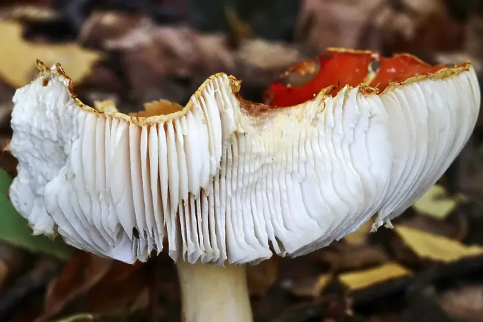 Gerahmter Druck : Märchenpilz, Herbst, Deutschland. Gerahmter Druck : Märchenpilz, Herbst, Deutschland.