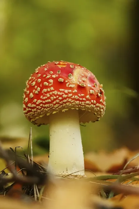 Gerahmter Druck : Märchenpilz, Herbst, Deutschland. Gerahmter Druck : Märchenpilz, Herbst, Deutschland.