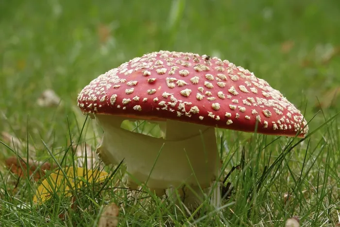 Gerahmter Druck : Märchenpilz, Herbst, Deutschland Gerahmter Druck : Märchenpilz, Herbst, Deutschland