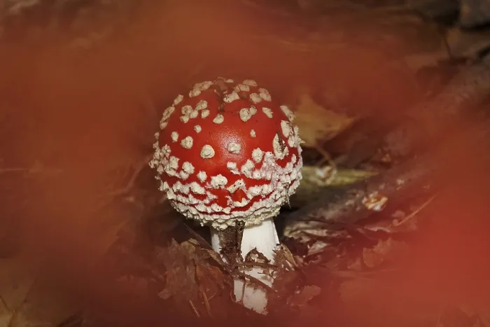 Gerahmter Druck : Fabelwürfel, Herbst, Deutschland. Gerahmter Druck : Fabelwürfel, Herbst, Deutschland.