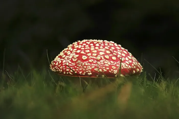 Gerahmter Druck : Märchenpilz, Herbst, Deutschland. Gerahmter Druck : Märchenpilz, Herbst, Deutschland.