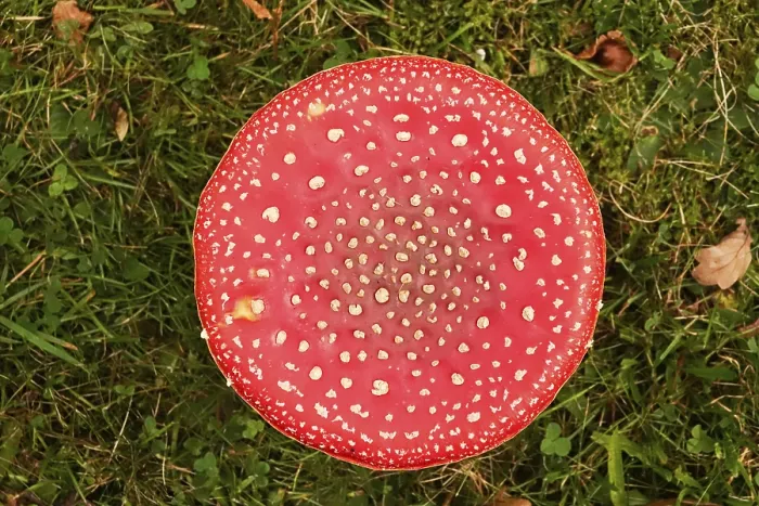 Gerahmter Druck : Märchenpilz, Herbst, Deutschland. Gerahmter Druck : Märchenpilz, Herbst, Deutschland.