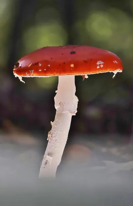 Gerahmter Druck : Märchenpilz, Herbst, Deutschland. Gerahmter Druck : Märchenpilz, Herbst, Deutschland.
