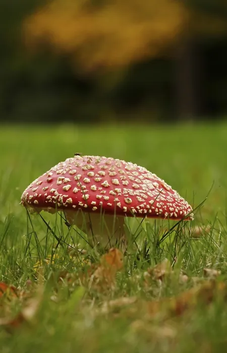 Gerahmter Druck : Märchenpilz, Herbst, Deutschland. Gerahmter Druck : Märchenpilz, Herbst, Deutschland.
