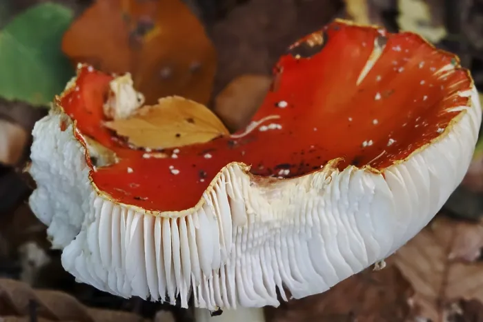 Gerahmter Druck : Märchenpilz, Herbst, Deutschland. Gerahmter Druck : Märchenpilz, Herbst, Deutschland.