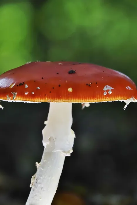 Gerahmter Druck : Märchenpilz, Herbst, Deutschland. Gerahmter Druck : Märchenpilz, Herbst, Deutschland.