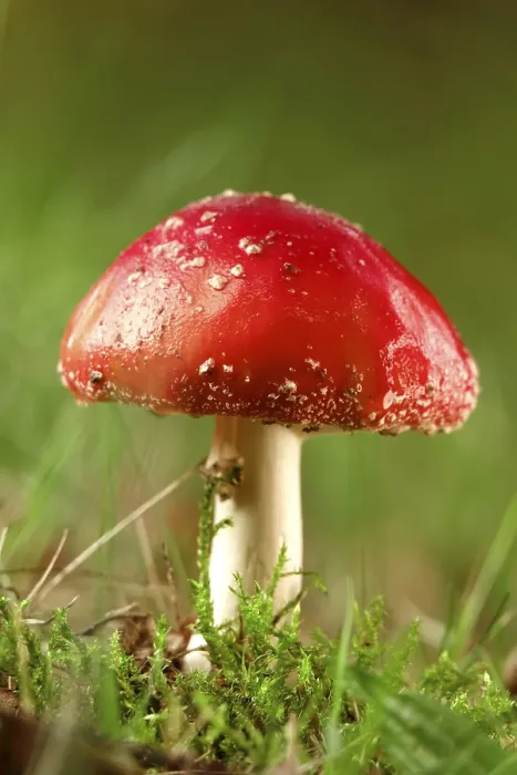Gerahmter Druck : Märchenpilz, Herbst, Deutschland Gerahmter Druck : Märchenpilz, Herbst, Deutschland