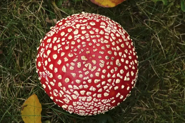 Gerahmter Druck : Märchenpilz, Herbst, Deutschland. Gerahmter Druck : Märchenpilz, Herbst, Deutschland.