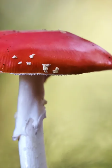 Gerahmter Druck : Märchenpilz, Herbst, Deutschland. Gerahmter Druck : Märchenpilz, Herbst, Deutschland.