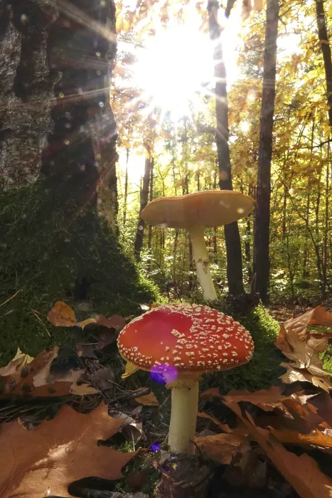 Gerahmter Druck : Märchenpilze im Wald. Gerahmter Druck : Märchenpilze im Wald.
