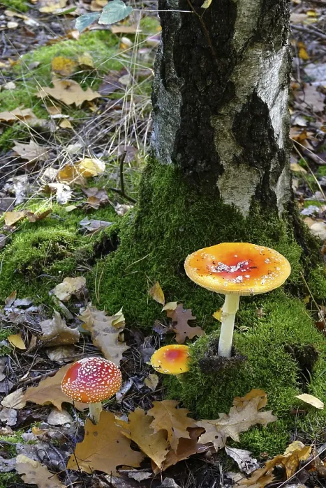 Gerahmter Druck : Märchenpilze im Wald. Gerahmter Druck : Märchenpilze im Wald.