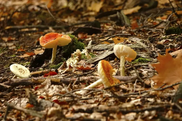 Gerahmter Druck : Märchenpilze im Wald Gerahmter Druck : Märchenpilze im Wald