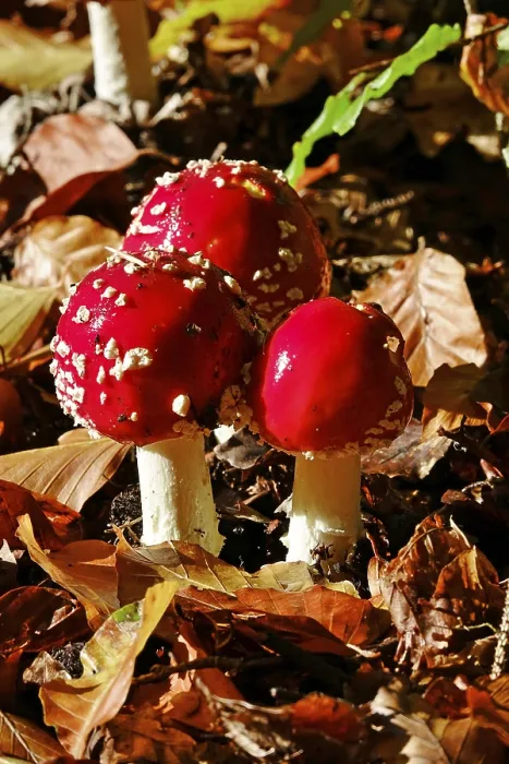 Gerahmter Druck : Märchenpilze im Wald. Gerahmter Druck : Märchenpilze im Wald.