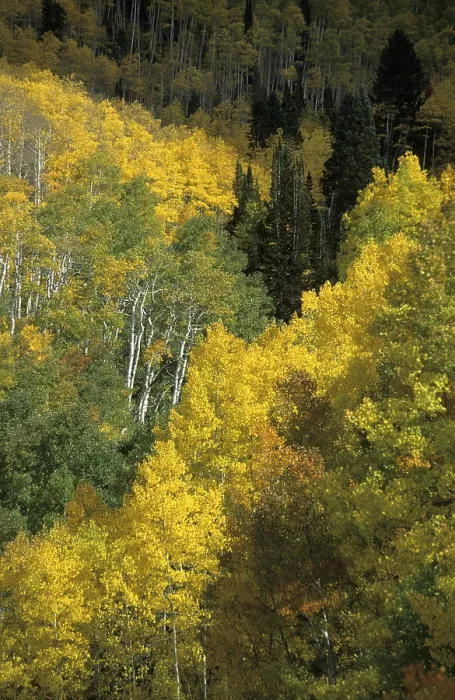 Gerahmter Druck : Herbstfarbene Eschen in den Uinta Mountains. Gerahmter Druck : Herbstfarbene Eschen in den Uinta Mountains.