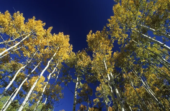 Gerahmter Druck : Farbige Herbstaspen in der Wasatch Range. Gerahmter Druck : Farbige Herbstaspen in der Wasatch Range.