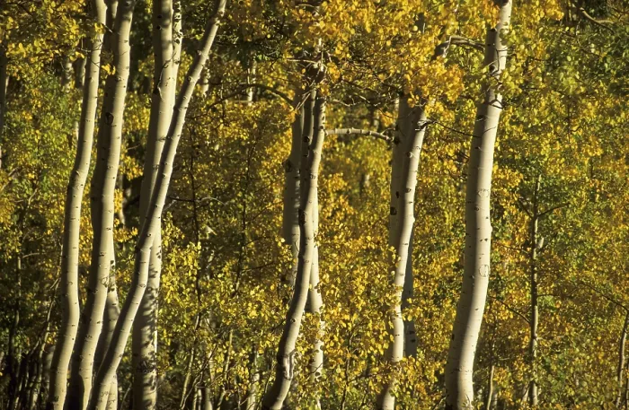 Gerahmter Druck : Herbstfarbene Eschenbäume in der Wasatch Range. Gerahmter Druck : Herbstfarbene Eschenbäume in der Wasatch Range.
