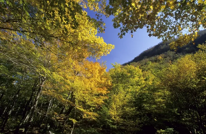 Gerahmter Druck : Herbstfarbenwald am Smugglers Notch Gerahmter Druck : Herbstfarbenwald am Smugglers Notch