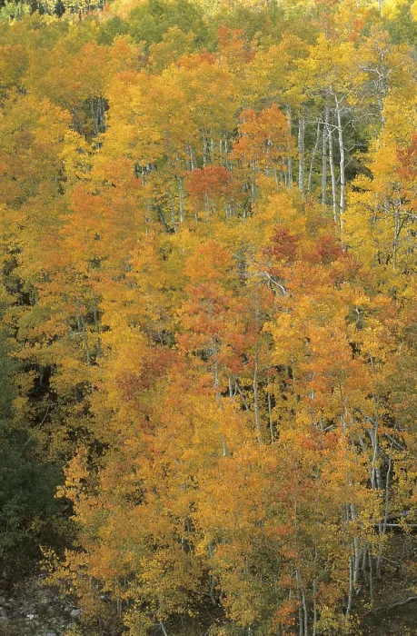 Gerahmter Druck : Herbstfarbener Wald in den Uinta Mountains. Gerahmter Druck : Herbstfarbener Wald in den Uinta Mountains.