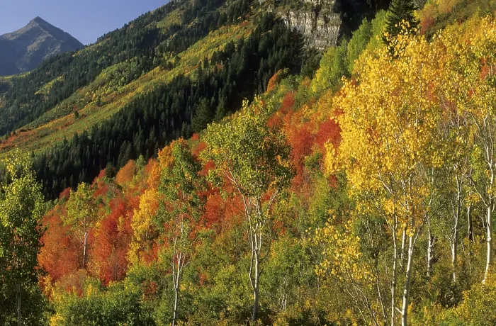 Gerahmter Druck : Herbstfarbenwald in der Wasatch-Kette. Gerahmter Druck : Herbstfarbenwald in der Wasatch-Kette.