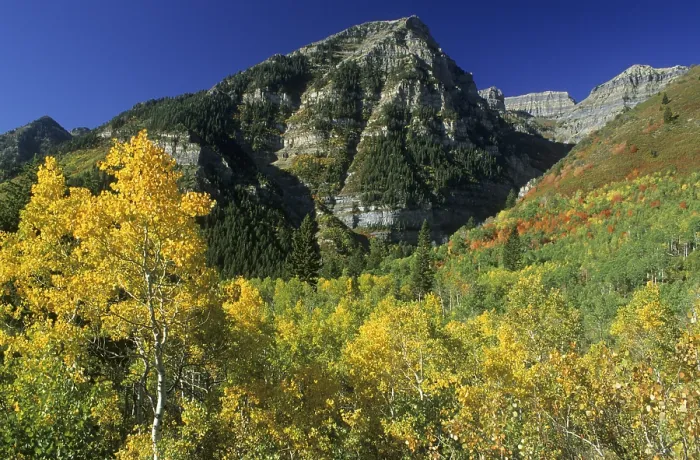 Gerahmter Druck : Herbstfarbenwald in der Wasatch Range Gerahmter Druck : Herbstfarbenwald in der Wasatch Range