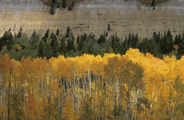 Gerahmter Druck : Herbstfarbenwald in der Wasatch Range. Gerahmter Druck : Herbstfarbenwald in der Wasatch Range.