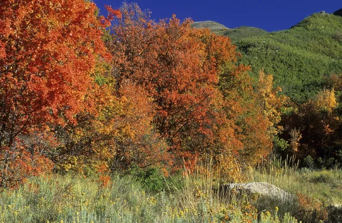 Gerahmter Druck : Farbige Herbstahornbäume in der Wasatch Range. Gerahmter Druck : Farbige Herbstahornbäume in der Wasatch Range.