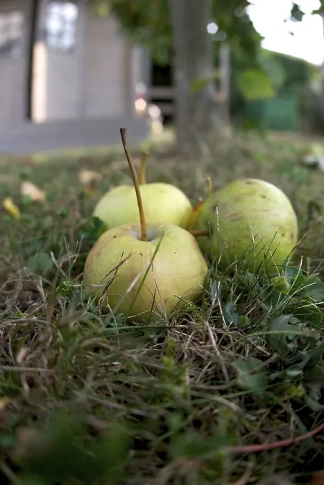 Gerahmter Druck : Abgefallenes Obst - Apfel auf einem Gras vor einem Apfelbaum. Gerahmter Druck : Abgefallenes Obst - Apfel auf einem Gras vor einem Apfelbaum.